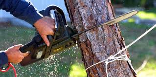 Best Tree Health Inspection  in Kingsport, TN