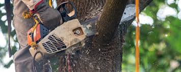 Best Weed Control  in Kingsport, TN