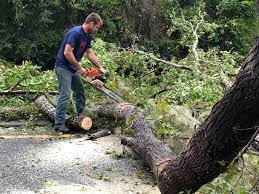 Best Lot and Land Clearing  in Kingsport, TN