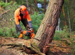 Kingsport, TN Tree Removal Company