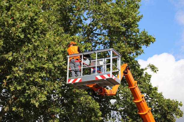 Best Tree Disease Treatment  in Kingsport, TN
