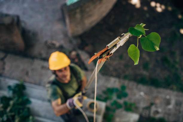 Best Tree and Shrub Care  in Kingsport, TN