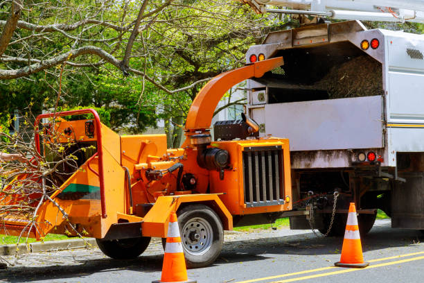 Best Storm Damage Tree Cleanup  in Kingsport, TN