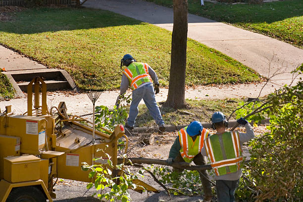 Best Lawn Maintenance Plans  in Kingsport, TN