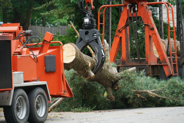 Best Lawn Dethatching  in Kingsport, TN