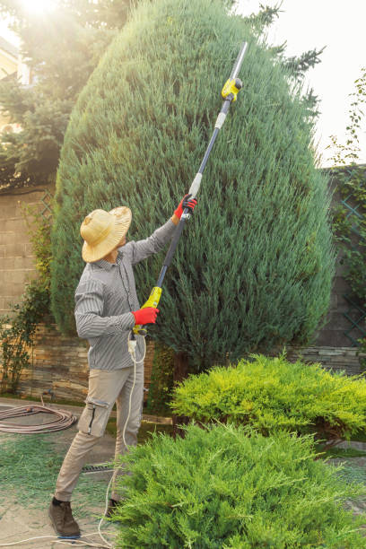 Best Tree Maintenance Programs  in Kingsport, TN