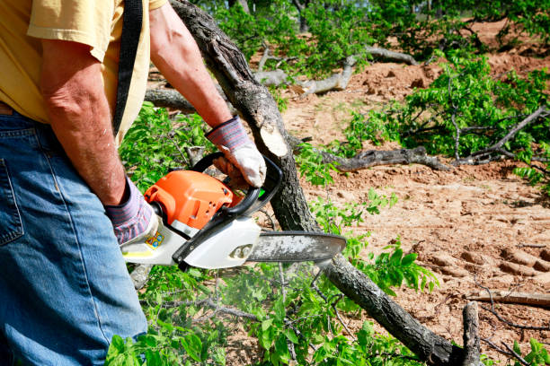 Best Tree Mulching  in Kingsport, TN